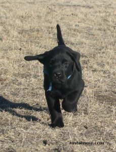 Black Lab puppy running