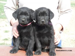 Two champion-sired female Lab puppies