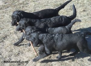 Lab puppies retrieving a large stick