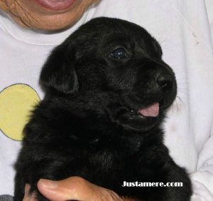 Black Lab puppy sired by show champion