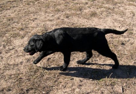 Labrador puppy showing proper structure that gives her a long, smooth stride