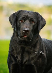 Boz - a champion Labrador Retriever