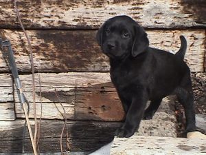 7 week old black Lab puppy