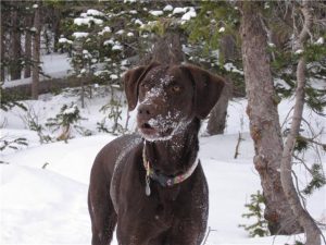 Chocolate Labrador in the snow