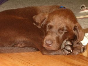 Sleeping Labrador puppy