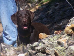 Chocolate Lab enjoys hiking in the Colorado mountains