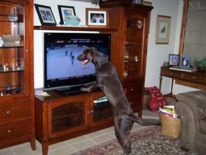 Chocolate Lab loves to watch hockey