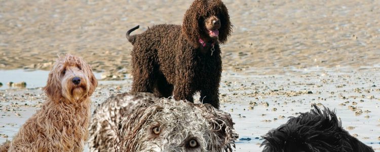LabraDoodle - a mixed breed dog, part Lab and part Poodle
