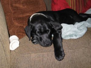 Sleeping black Labrador puppy