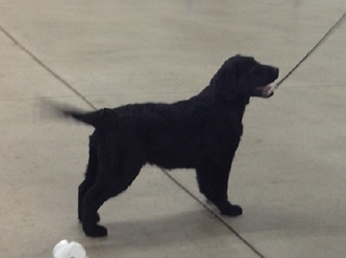 Showing at the LRCGD puppy match