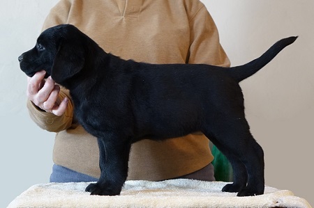 Black Lab puppy practicing for dog shows