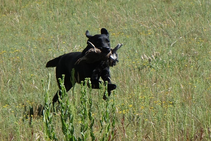 Black Labrador retrieving a duck