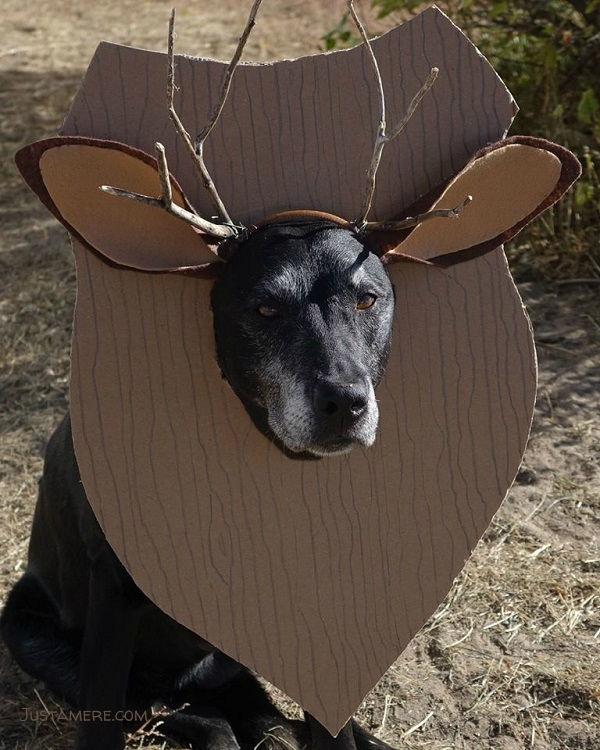 Labrador in costume as a trophy deer head