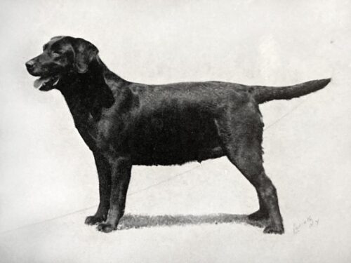 An imported English show champion Labrador Retriever