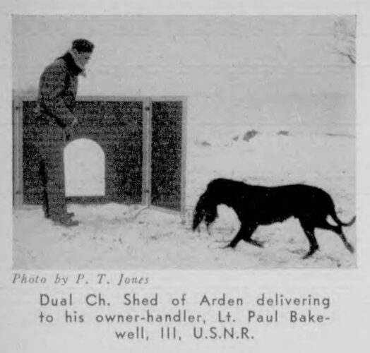 Shed delivering a bird to his owner-handler, Lt. Paul Bakewell III.