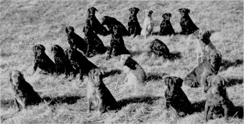 The 20 dogs entered in the 1946 National Championship Stake.all sitting as they wait for their handlers.