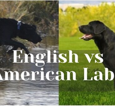 English vs American Labradors