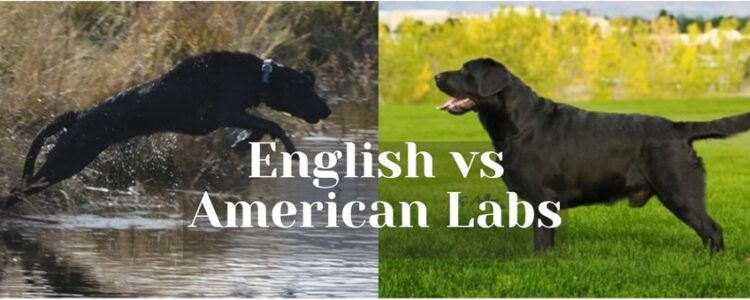 English vs American Labradors