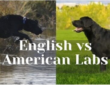 English vs American Labradors