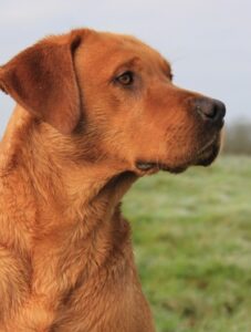 Fox red Labrador watching something interesting