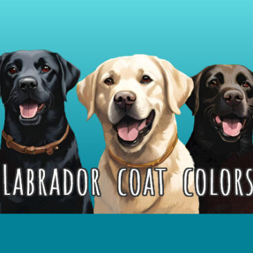 Three Labradors - a black, a yellow, and a chocolate