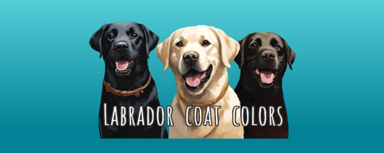 Three Labradors - a black, a yellow, and a chocolate