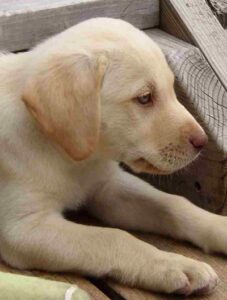 Yellow Labrador with chocolate nose and eye rims