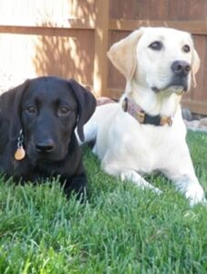 A light yellow Labrador laying in the grass with a black Lab companion