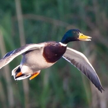 Colorful Mallard duck flying over a pond of water