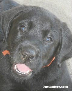 Cute Lab puppy face