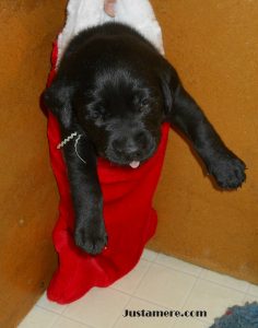 Justamere Ranch Lab puppy getting ready for Santa