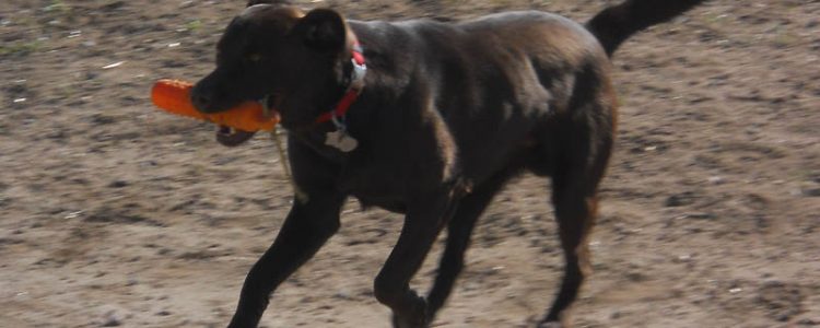 Chocolate Labrador retrieving a bumper while field training