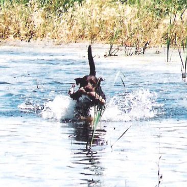 Chocolate Labrador retrieving a duck to pass an AKC hunt test