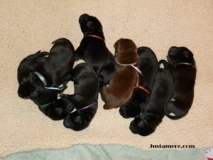 Litter of black and chocolate Lab puppies