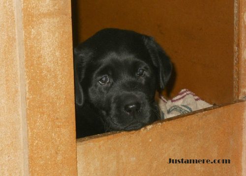 Lab puppy peeking out of the whelping box