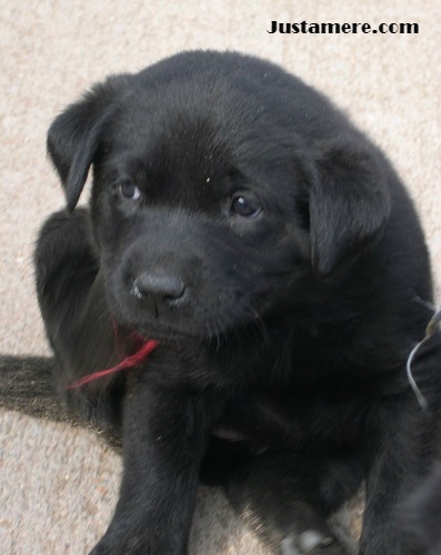 Cute black Lab puppy decides what to explore next