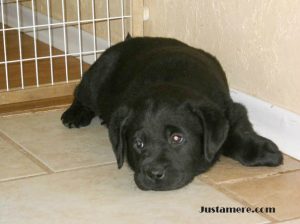 Purebred Labrador Retriever puppy