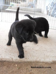 Black Labrador puppies exploring outside