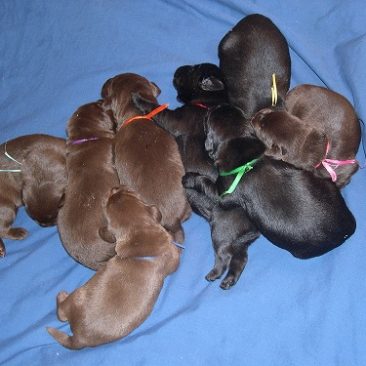Labrador puppies in black and chocolate