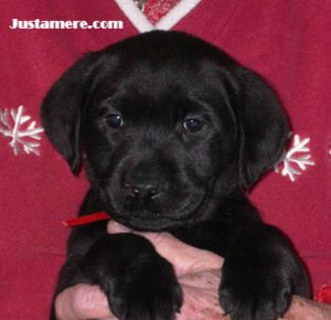 Cute Labrador puppy face