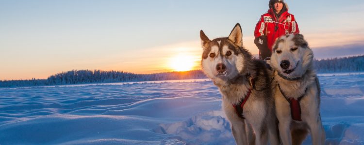 Sled dog team in the snow