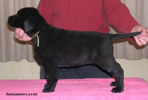 Show-bred Lab puppy learning how to stand on que