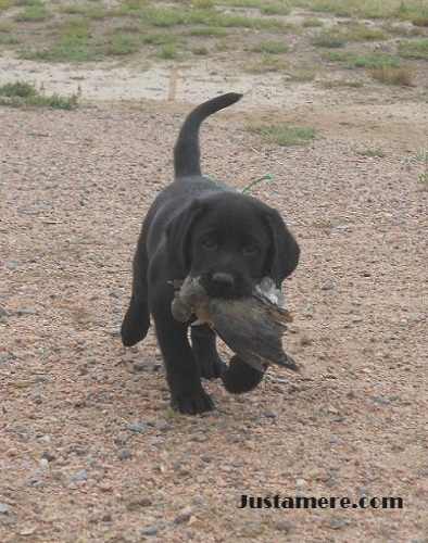Labrador puppy retrieving his first bird