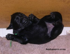 Baby Labrador Retriever