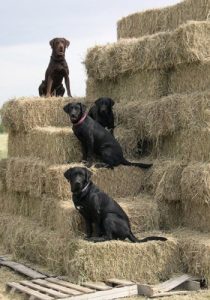 Even the dogs pitch in to help with the chores at Justamere Ranch