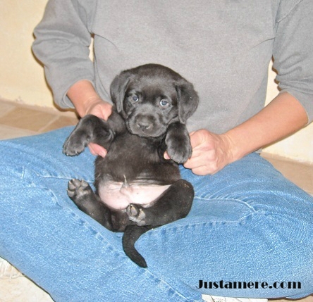 AKC Lab puppies for sale in Colorado