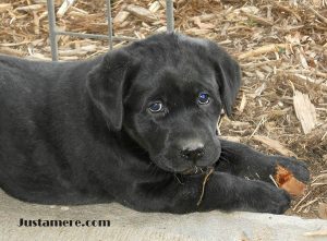 Lab puppy sired by a multi-BISS winning show dog