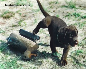 Chocolate Lab puppy and a duck decoy