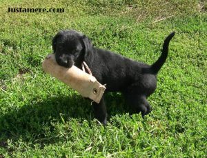 Show-bred Lab puppy taking a quick break during retrieving practice