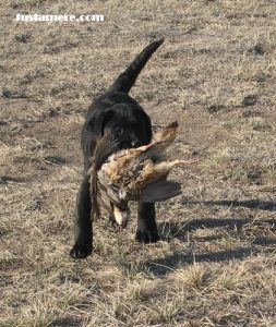 Dual purpose Lab puppy with show breeding and natural retrieving desire